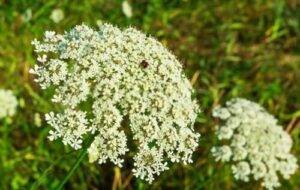 Spotlight on Carrot Seed Oil 8 PIC7 1